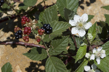 APII jpeg image of Rubus anglocandicans  © contact APII