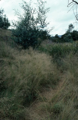 APII jpeg image of Eragrostis curvula  © contact APII