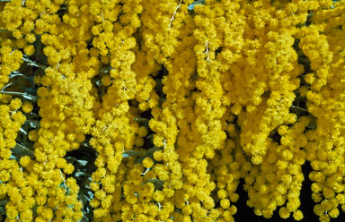 APII jpeg image of Acacia baileyana  © contact APII