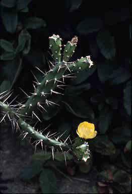 APII jpeg image of Opuntia aurantiaca  © contact APII