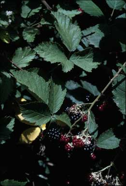 APII jpeg image of Rubus fruticosus  © contact APII