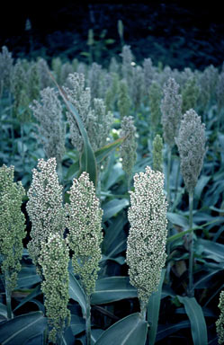 APII jpeg image of Sorghum  © contact APII