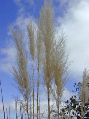 APII jpeg image of Cortaderia selloana  © contact APII