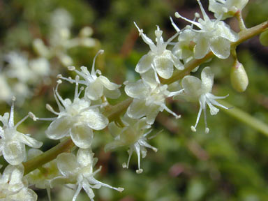 APII jpeg image of Anredera cordifolia  © contact APII