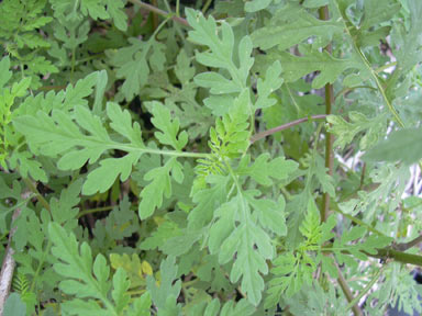 APII jpeg image of Ambrosia artemisiifolia  © contact APII