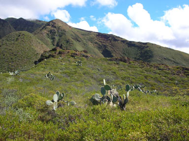 APII jpeg image of Opuntia ficus-indica  © contact APII