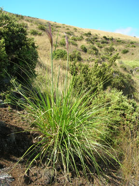 APII jpeg image of Cortaderia jubata  © contact APII