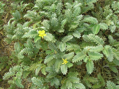 APII jpeg image of Tribulus cistoides  © contact APII