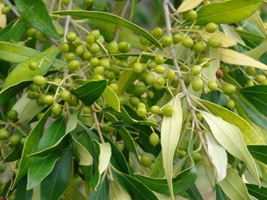 APII jpeg image of Olea europaea subsp. cuspidata  © contact APII