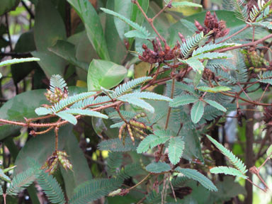 APII jpeg image of Mimosa pudica  © contact APII