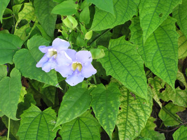 APII jpeg image of Thunbergia laurifolia  © contact APII