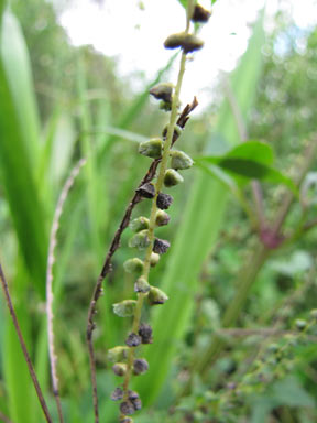 APII jpeg image of Ambrosia artemisiifolia  © contact APII