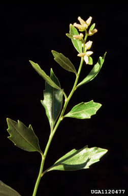 APII jpeg image of Baccharis halimifolia  © contact APII