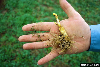 APII jpeg image of Orobanche ramosa  © contact APII