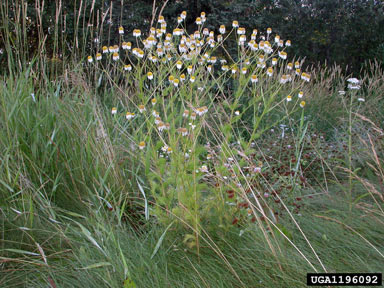 APII jpeg image of Anthemis cotula  © contact APII