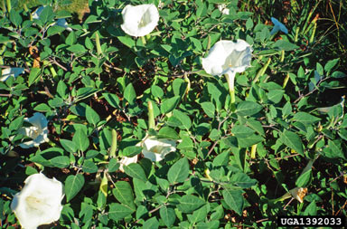 APII jpeg image of Datura wrightii  © contact APII