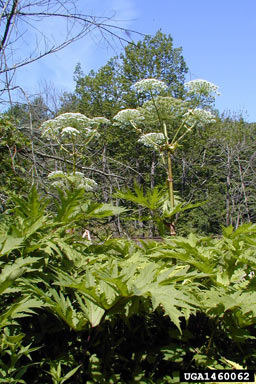 APII jpeg image of Heracleum mantegazzianum  © contact APII