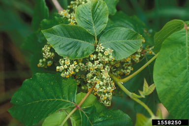 APII jpeg image of Toxicodendron radicans  © contact APII