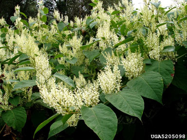 APII jpeg image of Fallopia japonica  © contact APII