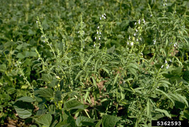 APII jpeg image of Salvia reflexa  © contact APII