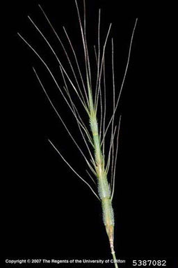 APII jpeg image of Aegilops triuncialis  © contact APII