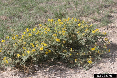 APII jpeg image of Solanum rostratum  © contact APII