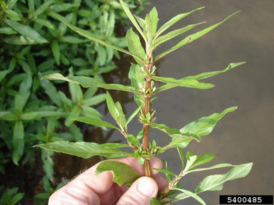 APII jpeg image of Hygrophila costata  © contact APII