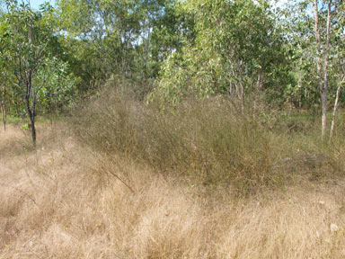 APII jpeg image of Aeschynomene paniculata  © contact APII