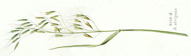 APII jpeg image of Avena strigosa  © contact APII