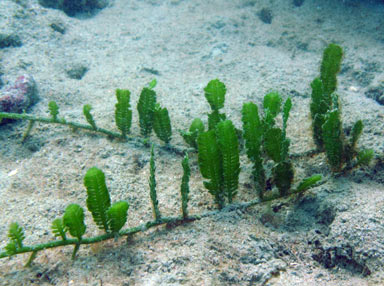 APII jpeg image of Caulerpa taxifolia  © contact APII