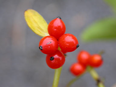 APII jpeg image of Coprosma robusta  © contact APII