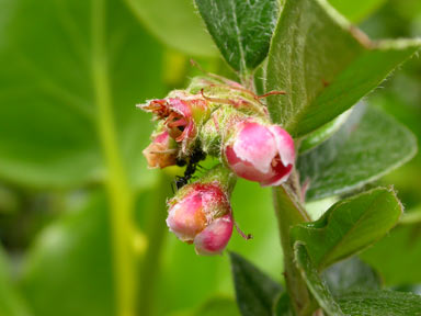 APII jpeg image of Cotoneaster symondsii  © contact APII