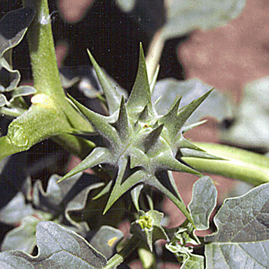 APII jpeg image of Datura ferox  © contact APII