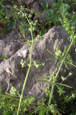 APII jpeg image of Galium tricornutum  © contact APII