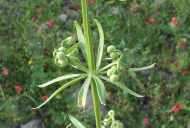 APII jpeg image of Galium tricornutum  © contact APII