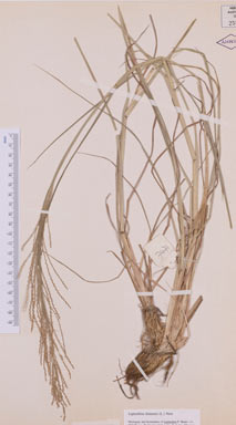 APII jpeg image of Leptochloa chinensis  © contact APII