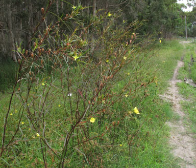 APII jpeg image of Ludwigia longifolia  © contact APII