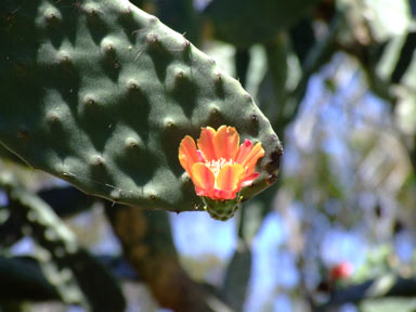 APII jpeg image of Opuntia tomentosa  © contact APII