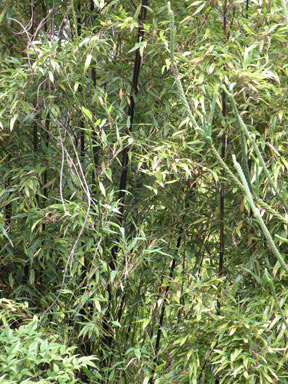 APII jpeg image of Phyllostachys nigra  © contact APII