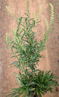 APII jpeg image of Reseda luteola  © contact APII