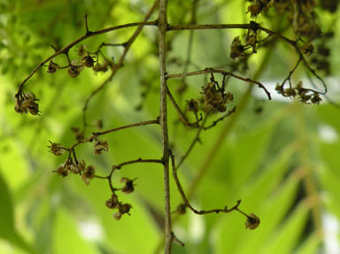 APII jpeg image of Toxicodendron succedaneum  © contact APII