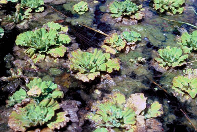 APII jpeg image of Pistia stratiotes  © contact APII