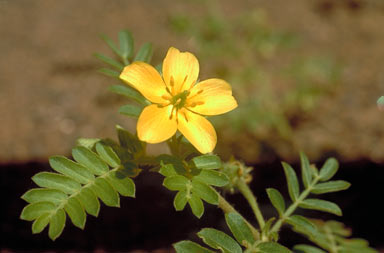 APII jpeg image of Tribulus terrestris  © contact APII