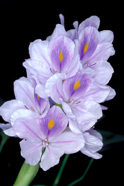 APII jpeg image of Eichhornia crassipes  © contact APII