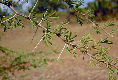 APII jpeg image of Vachellia nilotica  © contact APII