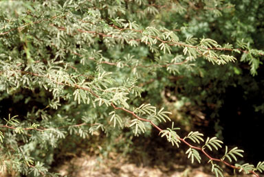 APII jpeg image of Prosopis limensis  © contact APII