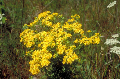 APII jpeg image of Senecio jacobaea  © contact APII