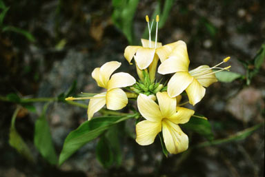 APII jpeg image of Barleria prionitis  © contact APII