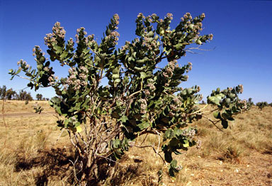 APII jpeg image of Calotropis procera  © contact APII