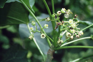 APII jpeg image of Jatropha curcas  © contact APII